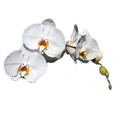 Orchidea Logo