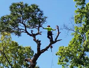 Snell Tree Experts LLC Photo