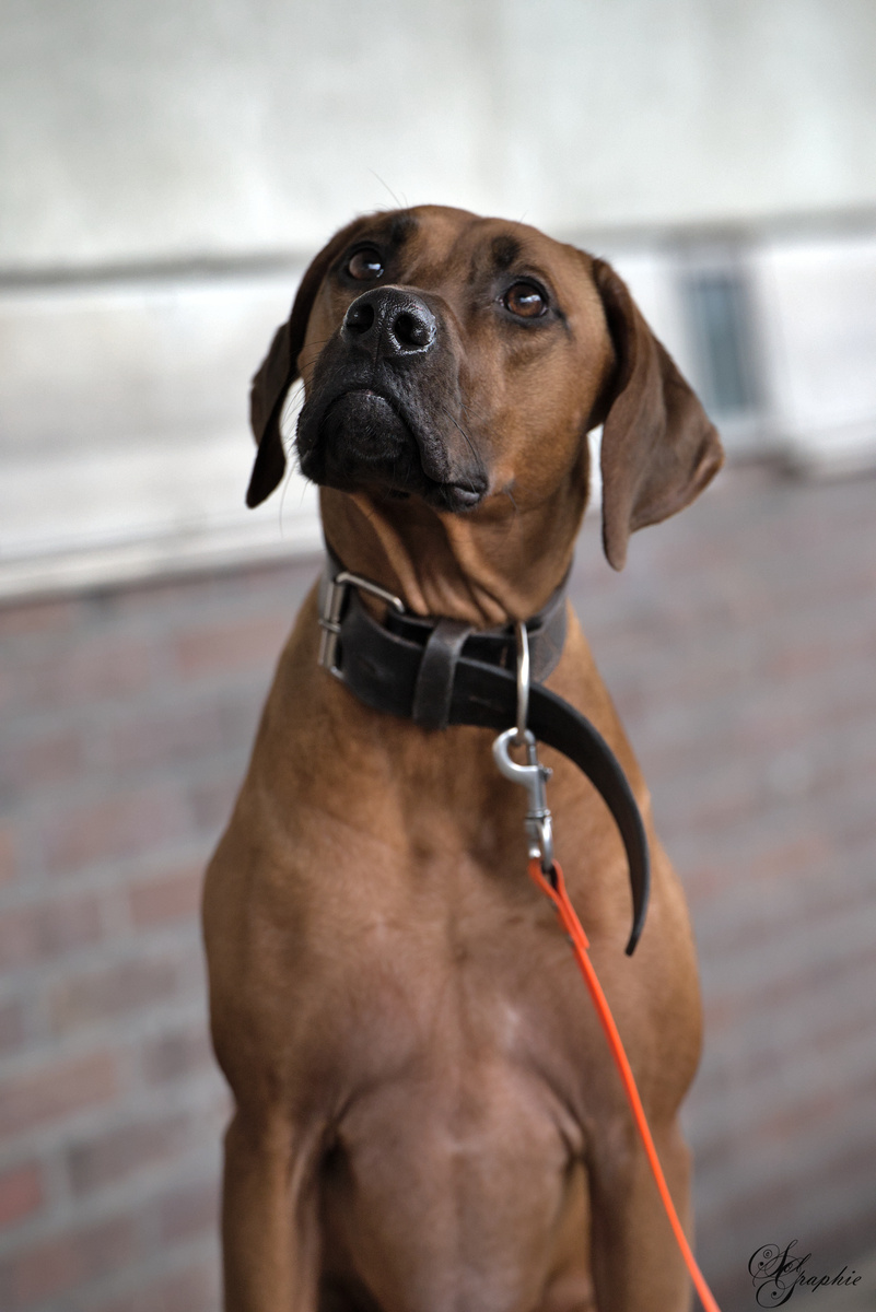 PawlityTime- Hundeschule Hamburg, Suhrenkamp 26 in Hamburg