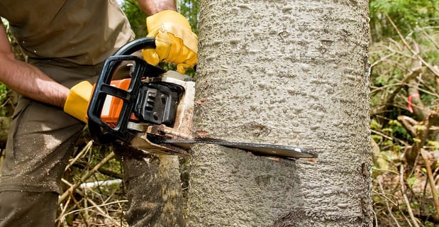 Images Maquin's Tree Service LLC