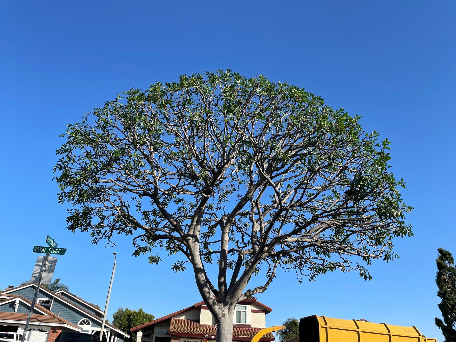 Miguel's Tree Services- Tree Services