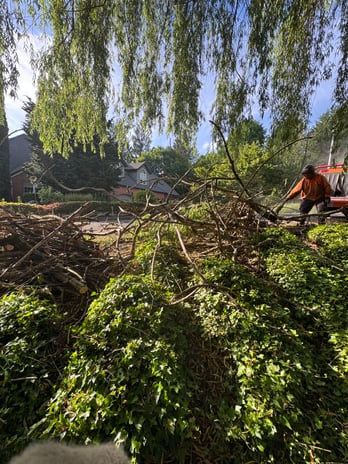 Images Alexa's Tree Service