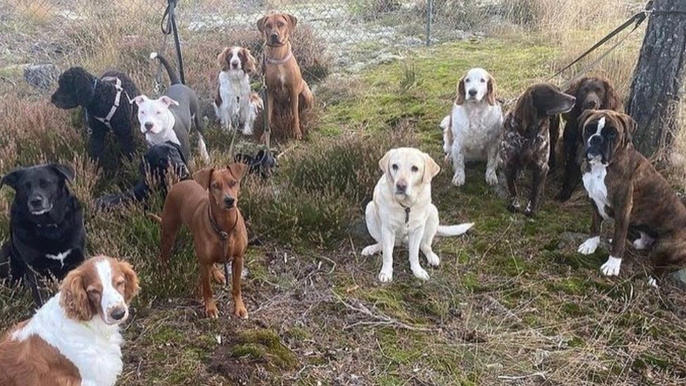 Images Primeras Hunddagis