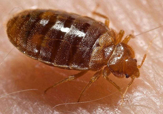 Images Pest Control Solutions