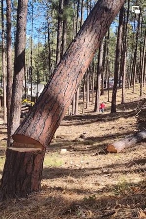 Images Jonny's Tree and Landscaping Co., LLC