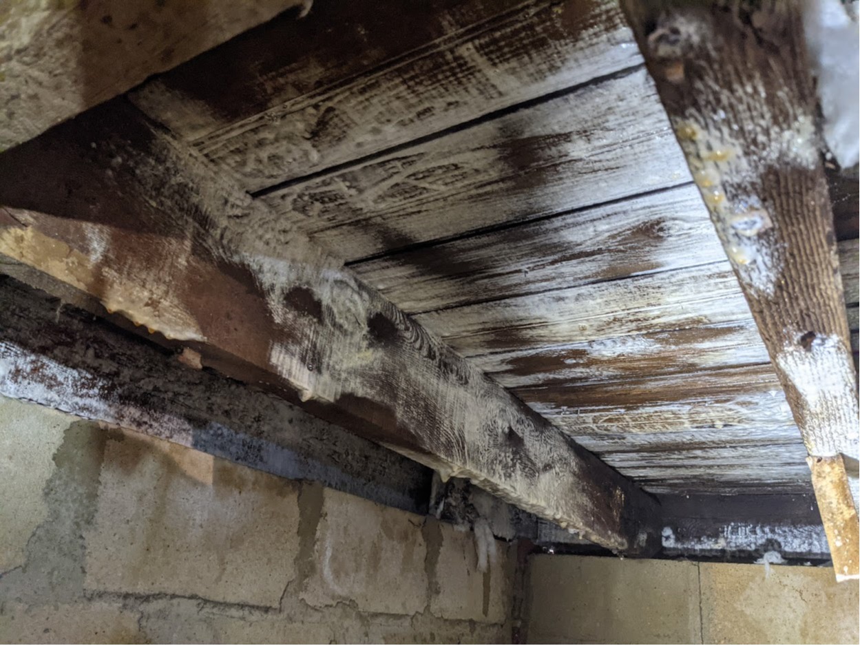 Mold-damaged wood surface photo showing visible fungal growth on structural materials before remediation.