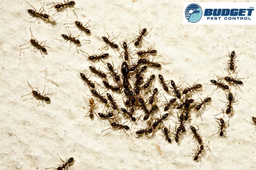 ants  pest control exterminator