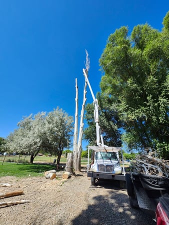 Images H & S Tree Care