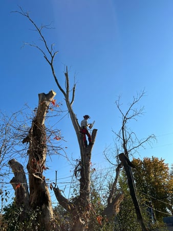 Images Dungrove Tree Service