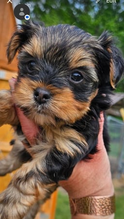 Images Bad, Beautiful & Bossy AKC Yorkies