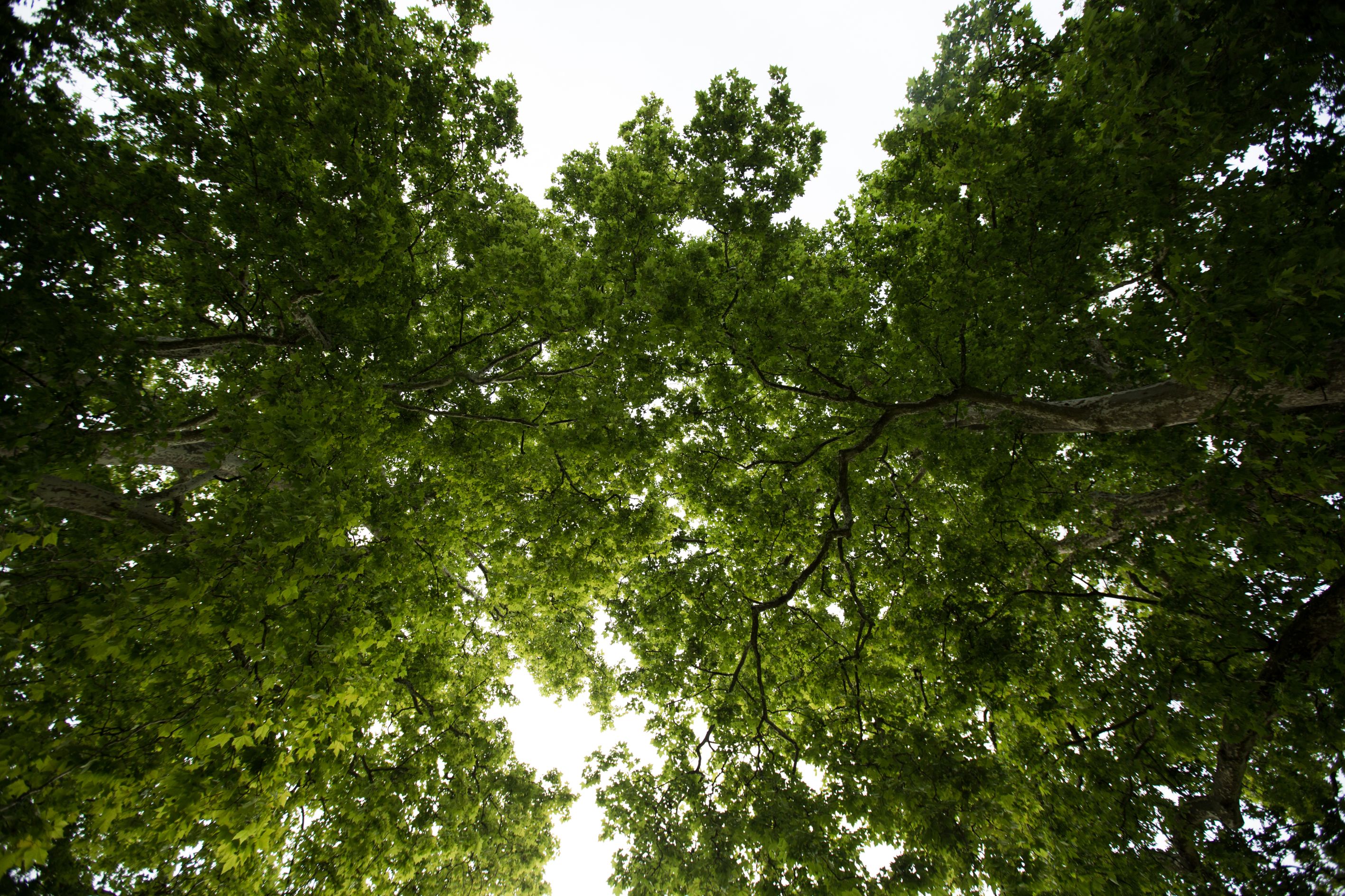 Bilder Les Artisans de L'Arbre Sarl