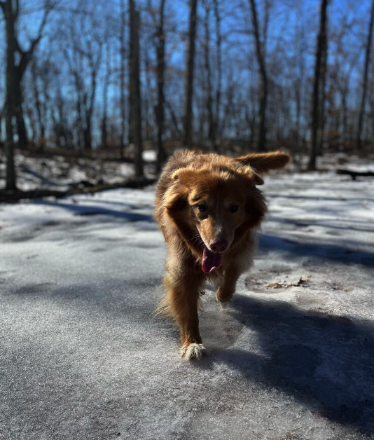 Tails N' Trails Pets, Newport County Dog walkerâ¨â¨ in Newport, RI.