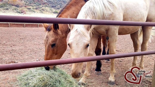 Images Sylvan Dale Guest Ranch & Wedding Venue