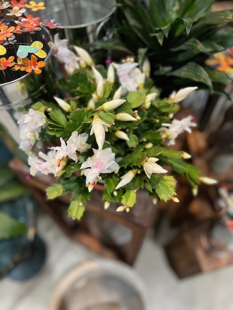 Images Blanchard’s Blossoms and Garden Center