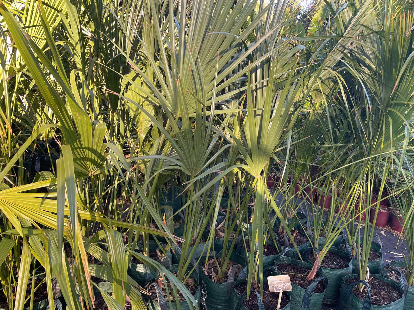 Images Premier Palms Nursery