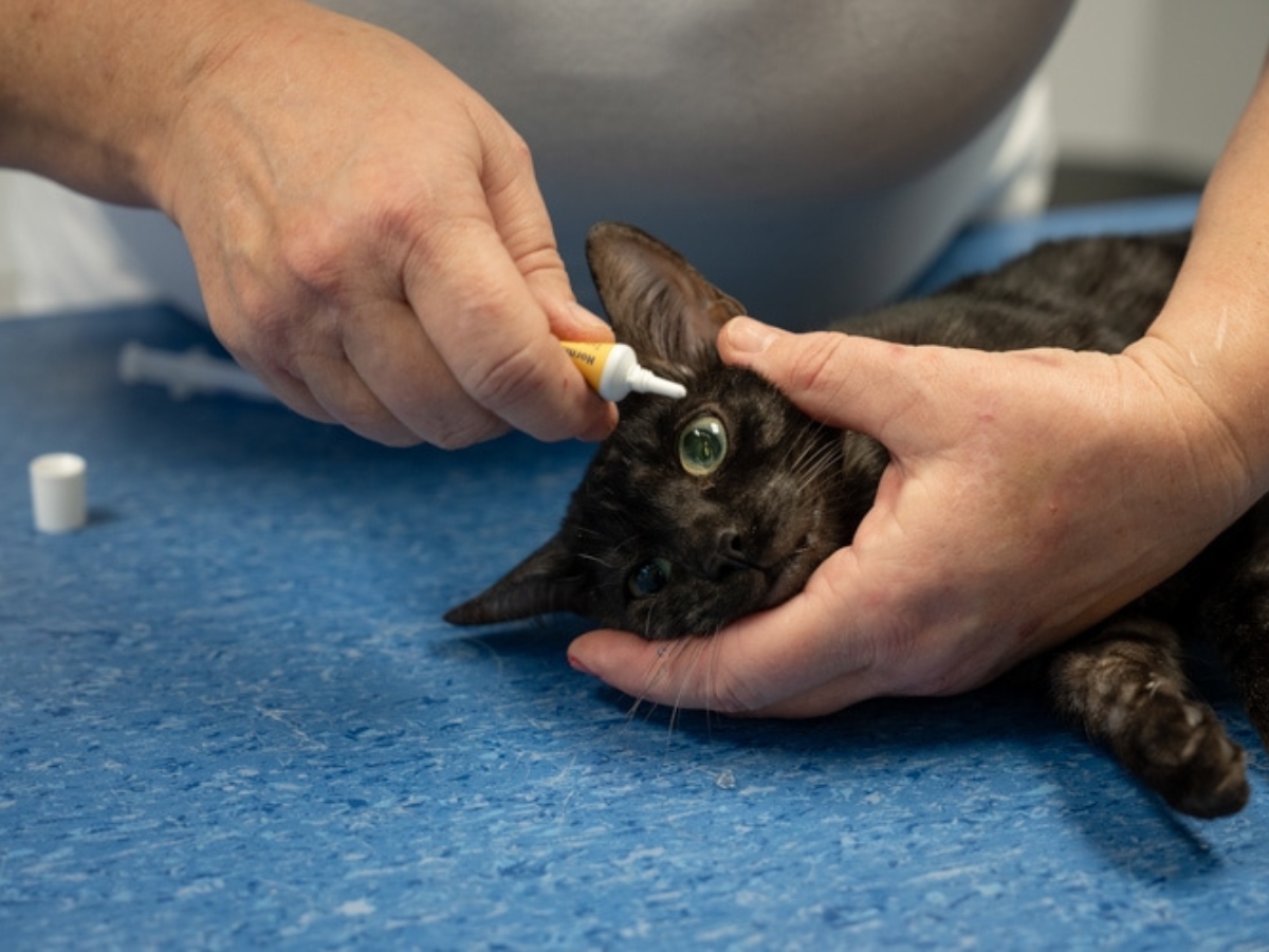 Bild 15 Tierarzt Hülsmann Speyer, Kleintierpraxis Dres. Hülsmann in Speyer