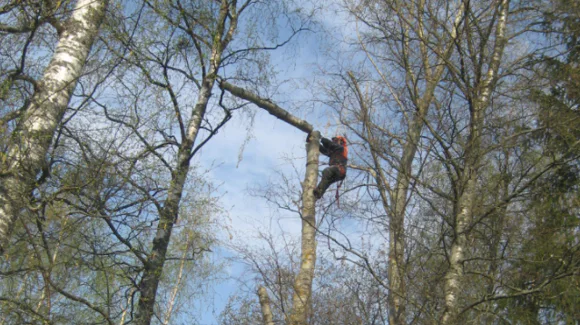 Images Piha- ja Ongelmapuiden Kaatopalvelu Mäntylä