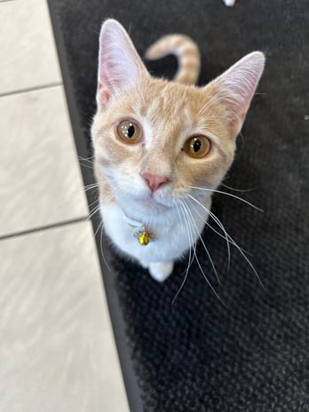 Images VCA Preston Park Animal Hospital