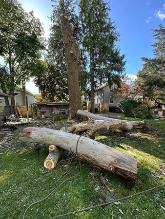 Images Wilson Tree & Landscaping Service
