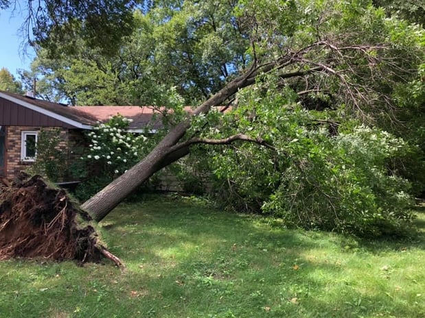 Images JCE Tree Service
