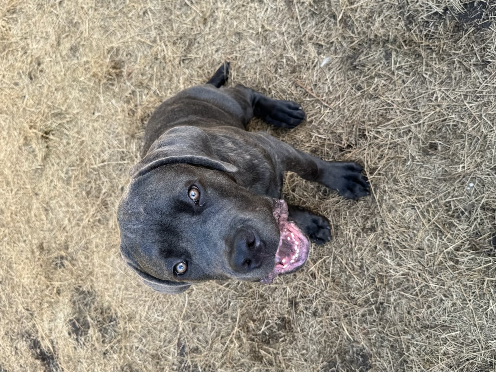 Russell's K9 Academy Image