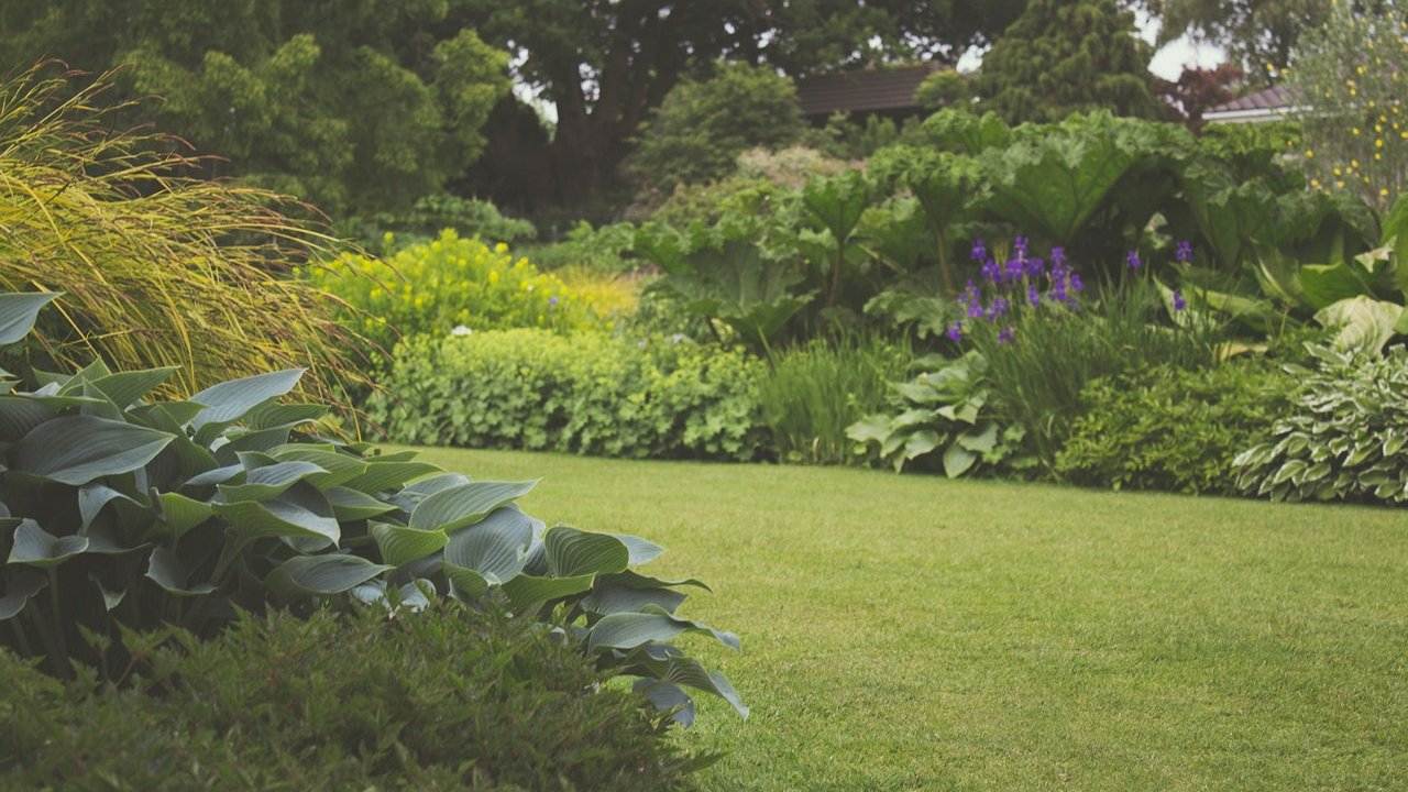 Lavender Pest Control Image