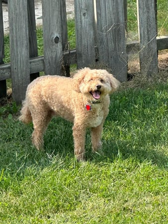 Images Leash and Love LLC