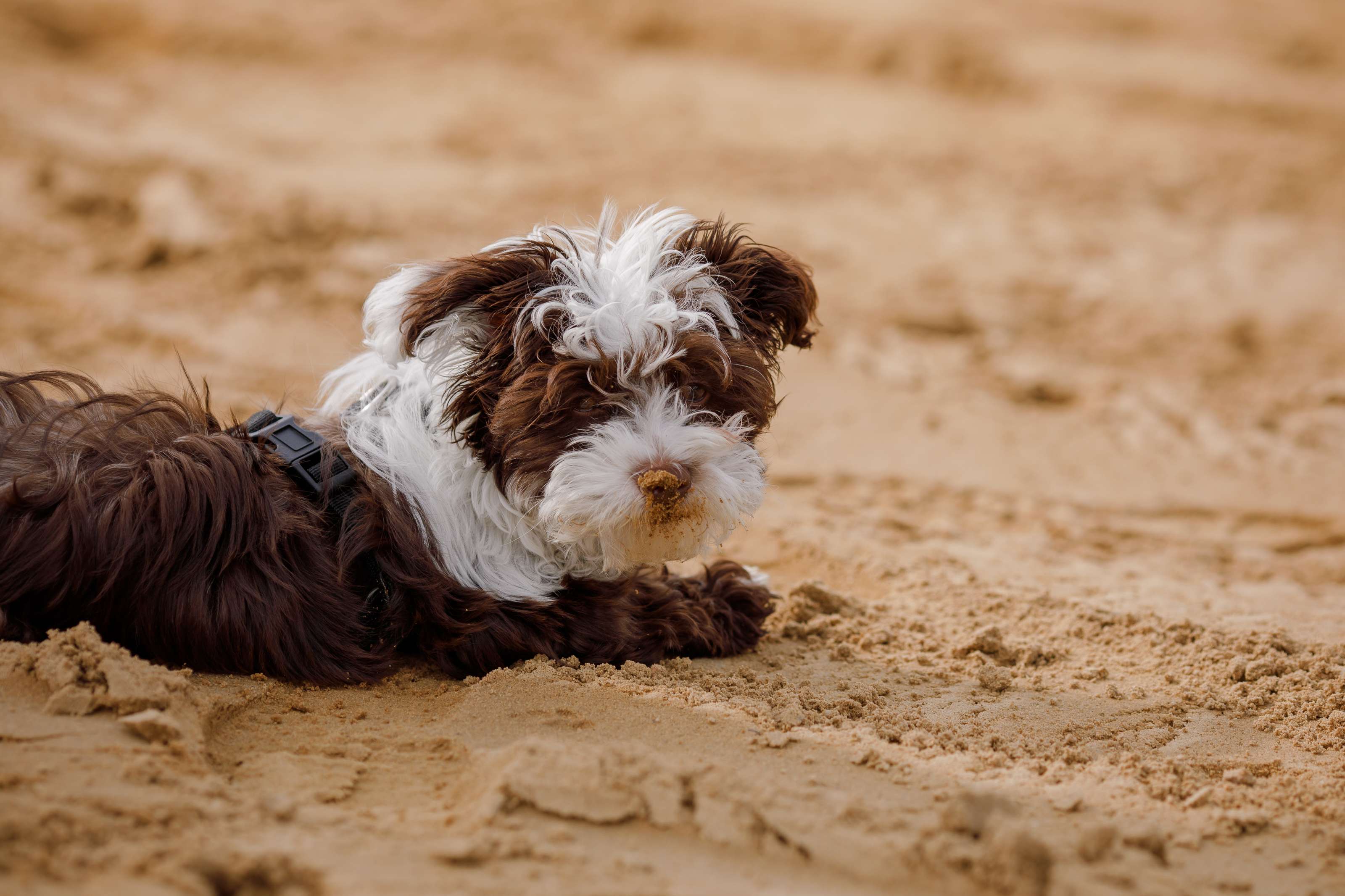 Hundeschule DogGeeks® TonCane: Online & Mobil, Voßbarg 23 in Seevetal