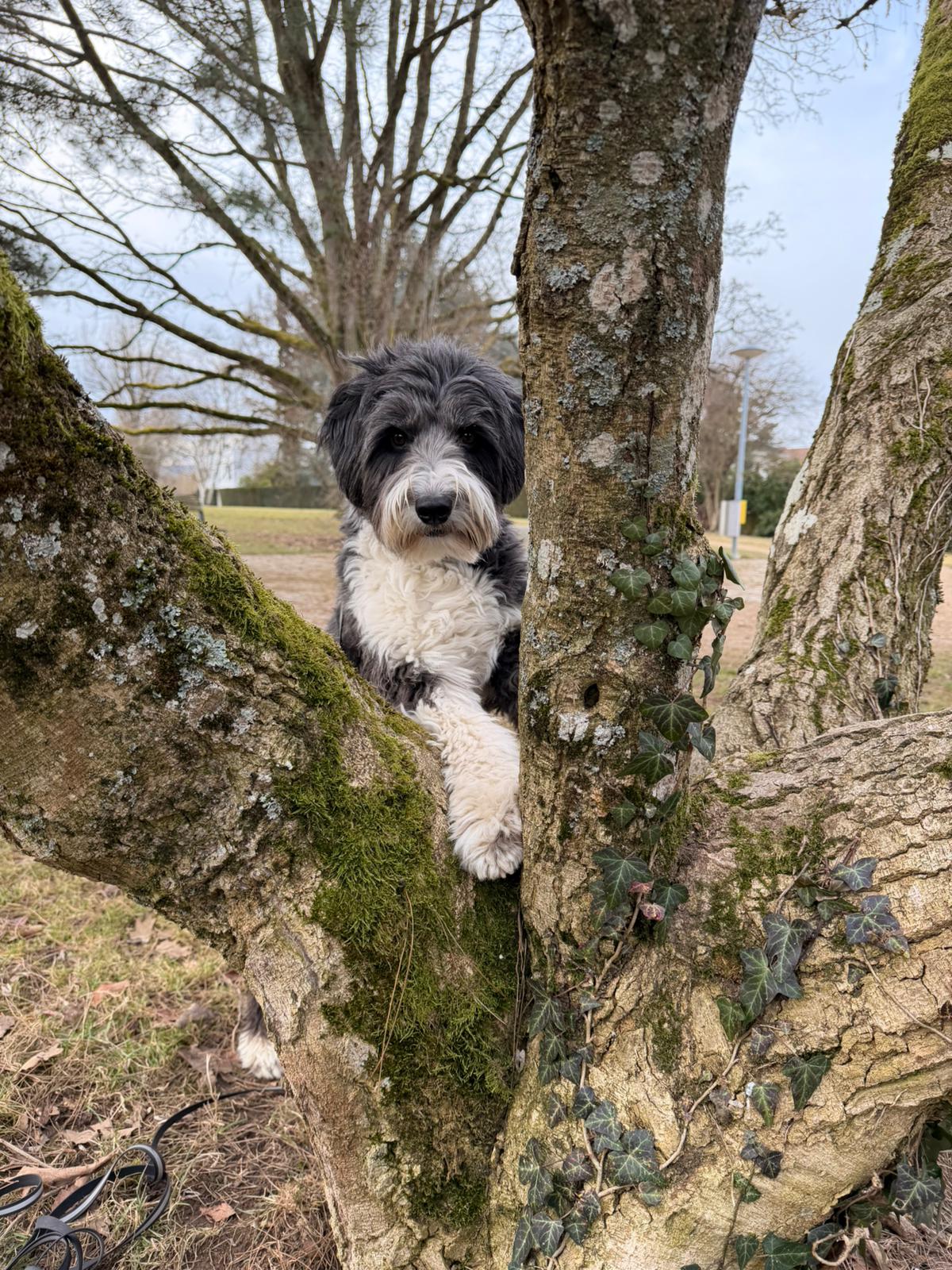 Pet-Relax, Unter Den Hollen 3 in Duggingen