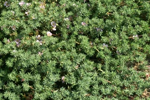 Images Azienda Agricola Ciccone Pasquale