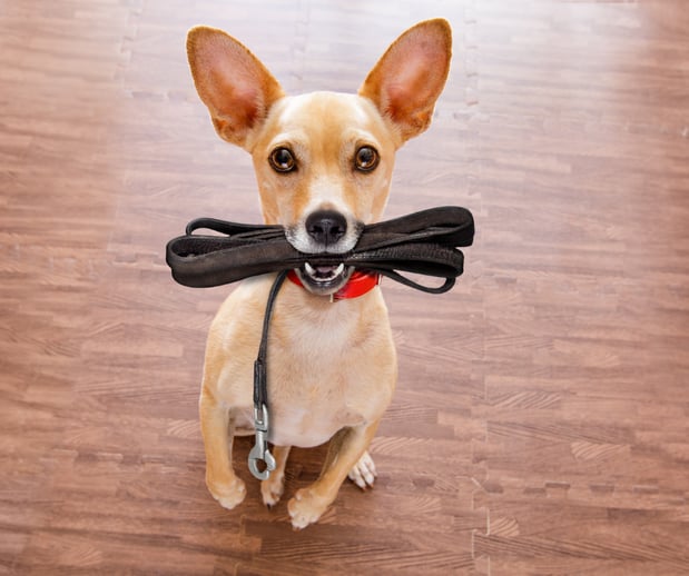 Images Great Outdogs
