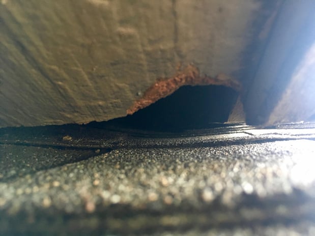 Images Omega Animal Removal Dallas