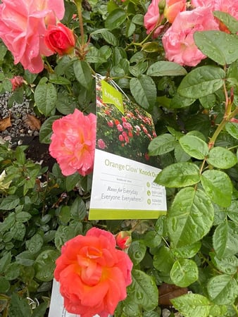 Images The Social Oak