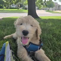 Images Canine Harmony