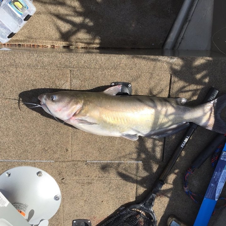 Chills Light Tackle Guide Service