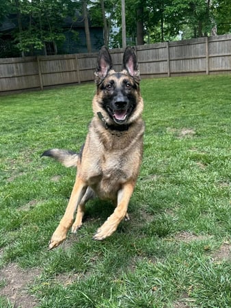 Images Leash and Love LLC