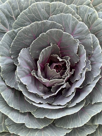 Images Grant Line Garden Center & Nursery