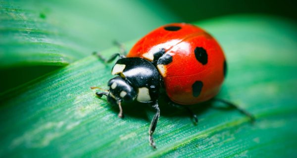 ladybug pest control exterminator services