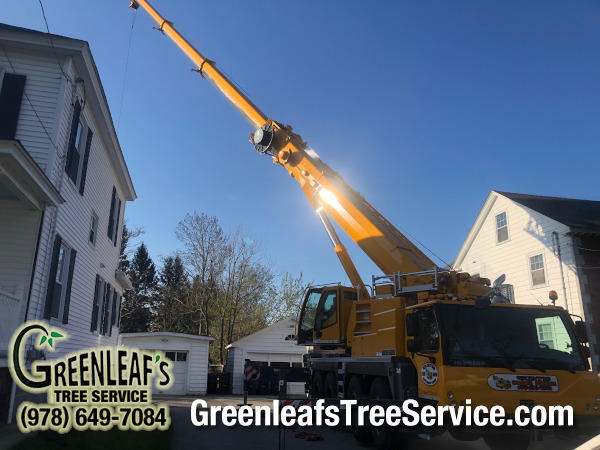 Greenleaf's Tree Service Photo