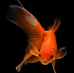 Seahorse Aquariums 8