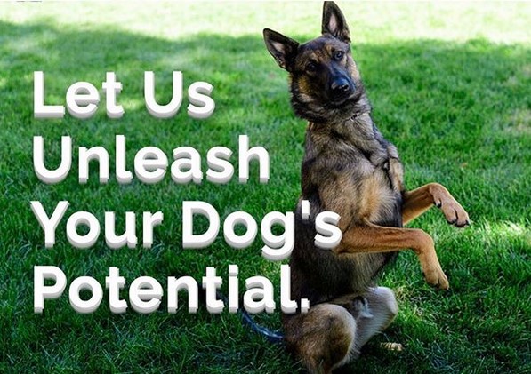 Unleashed Potential K9 Academy NJ Photo