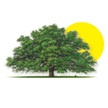 TreeTime Logo