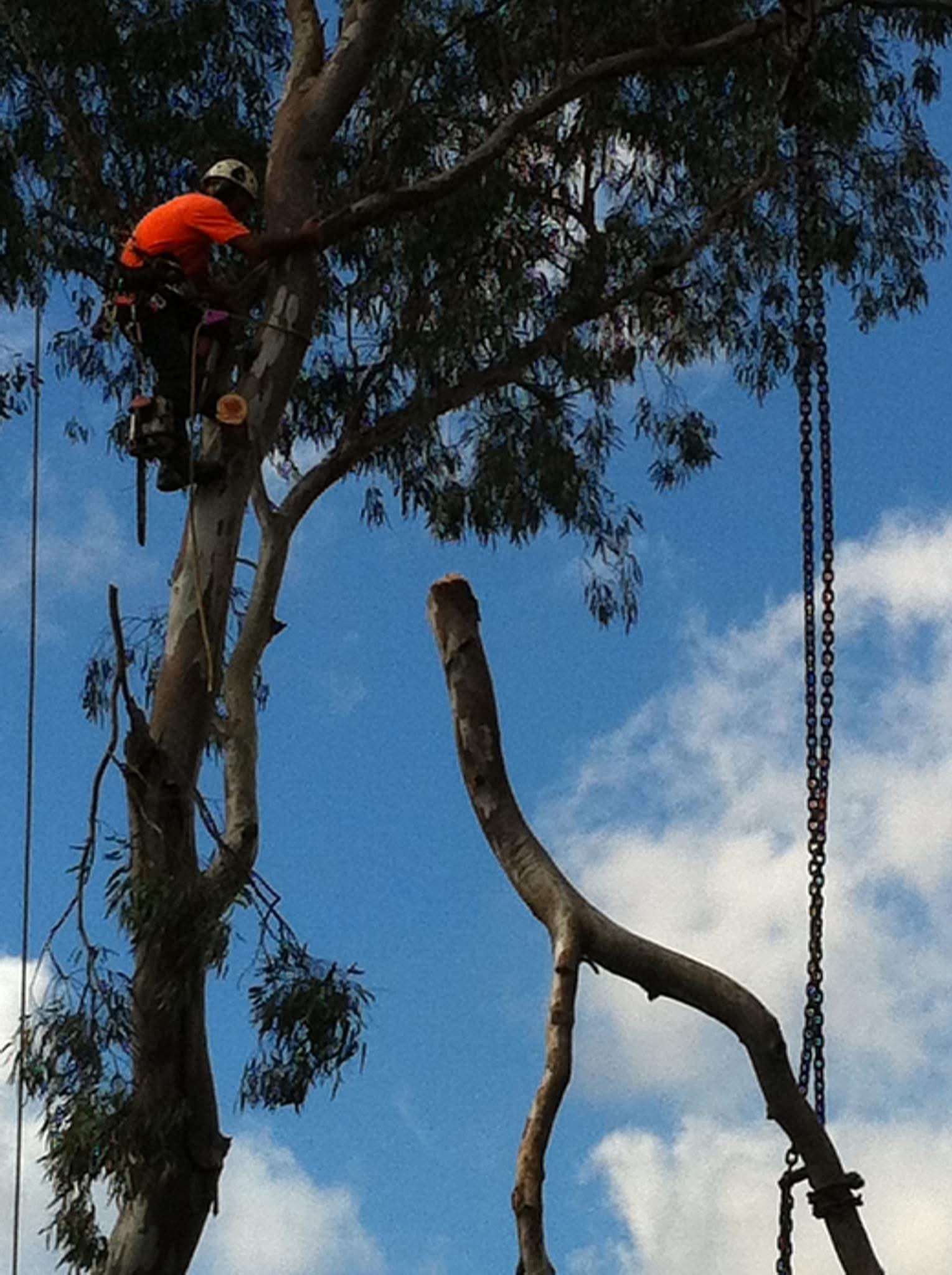 Images Above All Tree Services