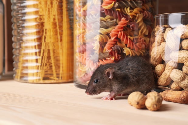 Images Aim Pest Solutions