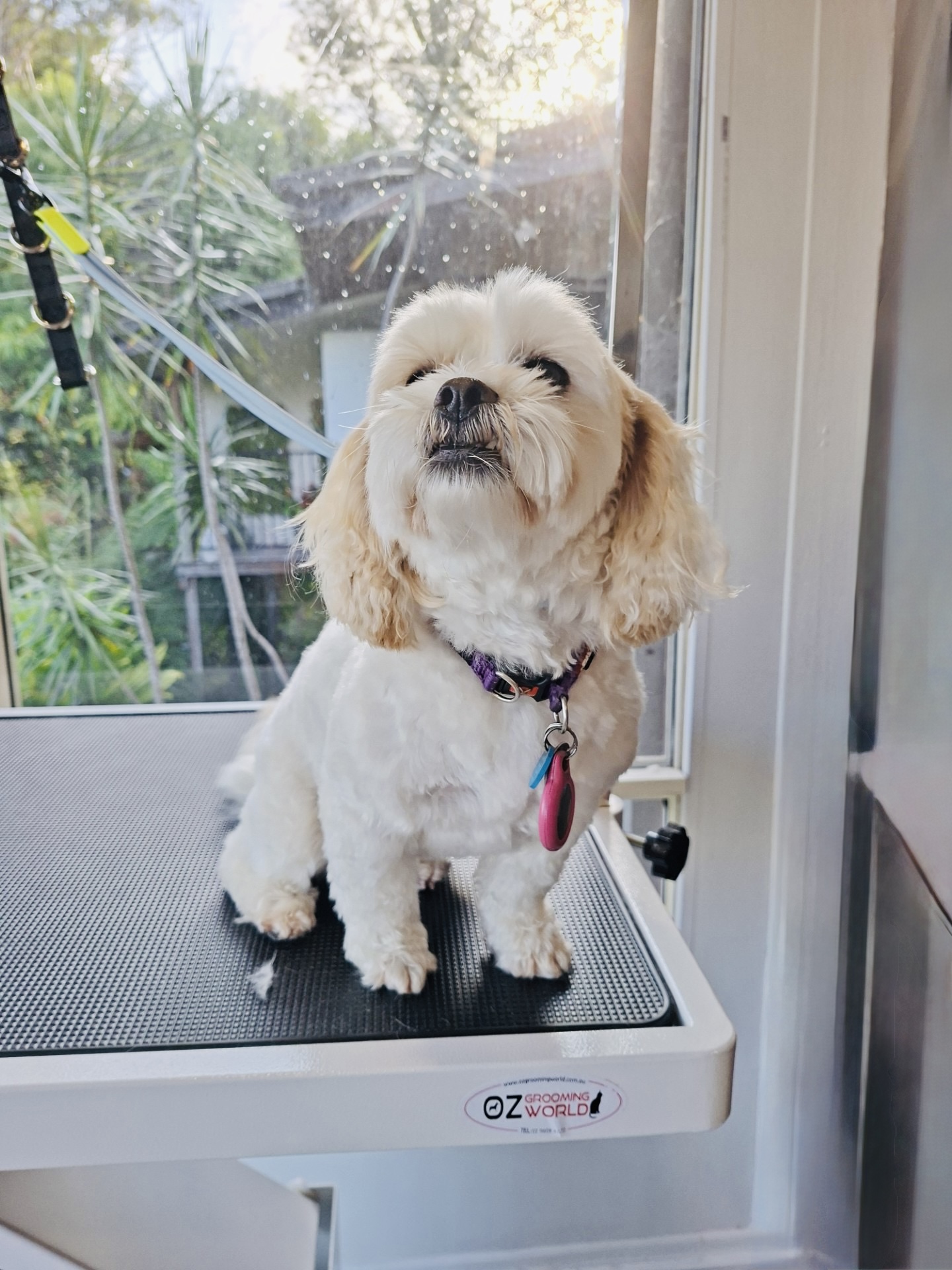 Images Scrub-A-Dub-Dub Dog & Cat Grooming