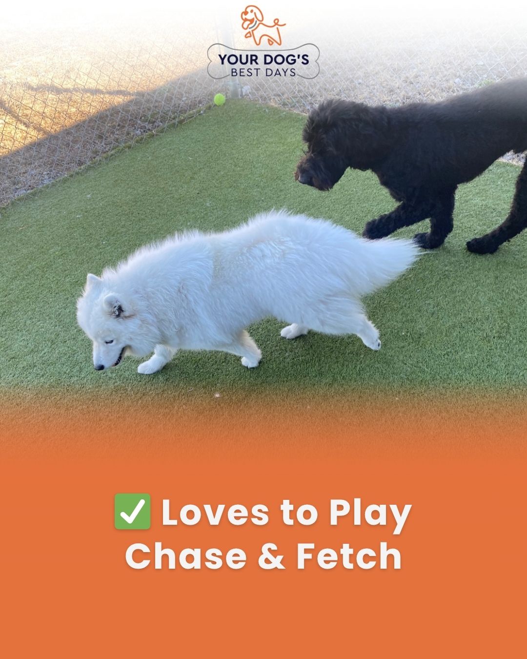 Dog daycare playtime photo showing a small dog enjoying chase and fetch with another dog in a supervised outdoor play area.