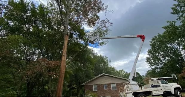 Images McKay Tree Service