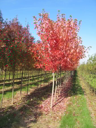 Images deWilde Wholesale Nurseries, Inc.