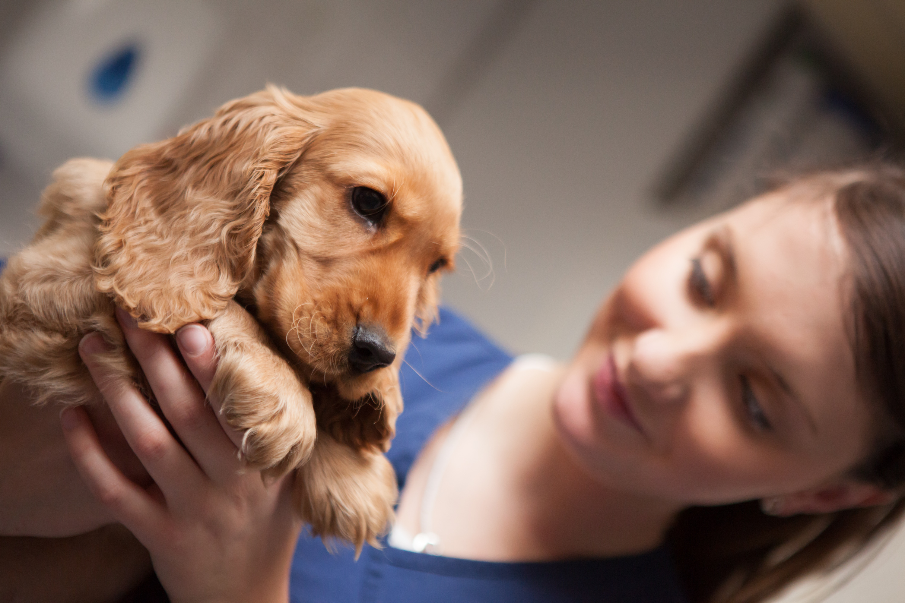 Images Streatham Hill Veterinary Surgery
