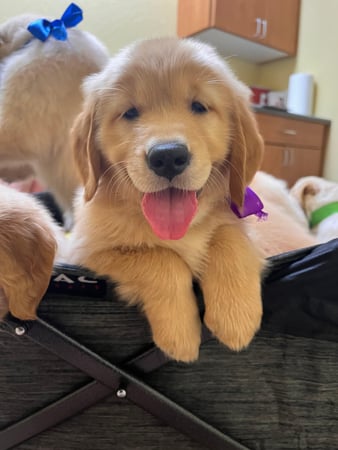Images Turquoise Trail Retrievers